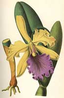 de Puydt Orchid