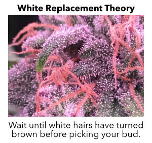 WhiteReplacementTheory